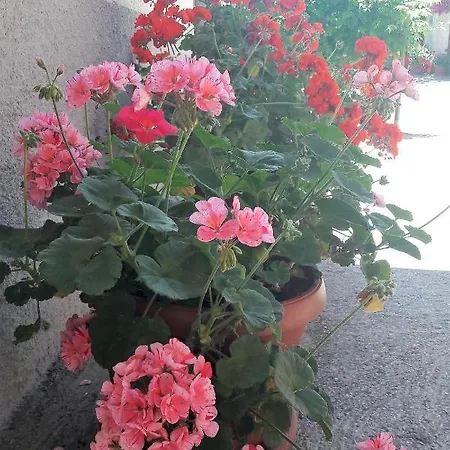Ivana Holiday home Pasjak